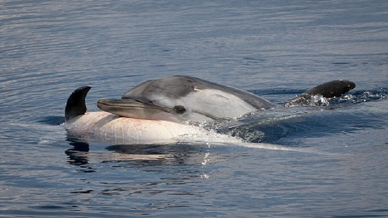 Balinalar ve Yunuslar Ölülerin Arkasından Yas Tutuyor