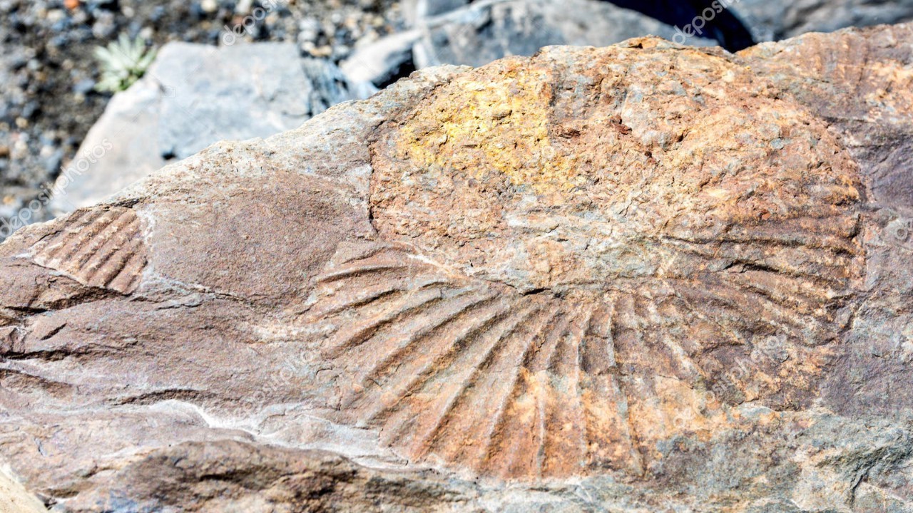 Muş’ta 11 milyon yıllık fosiller bulundu!