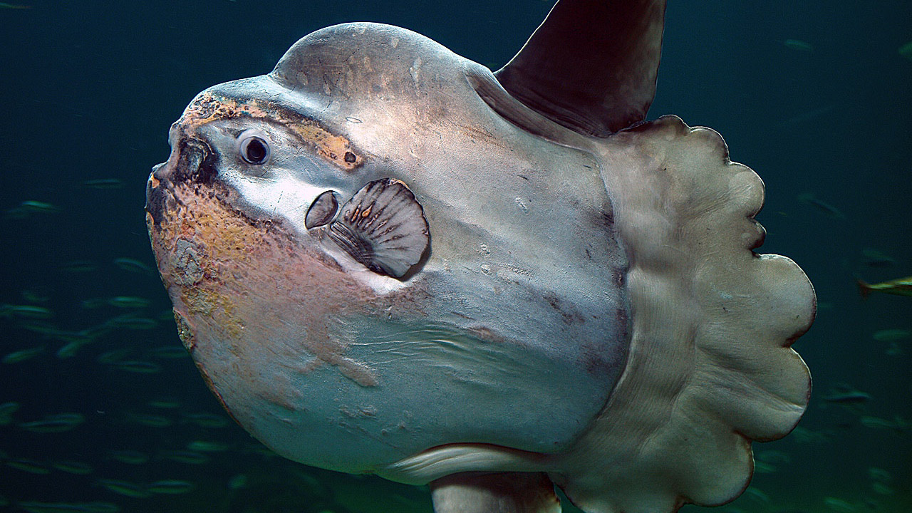Türkiye’deki dev ay balığı sosyal medyada olay oldu