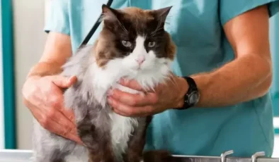 Dikkat çeken araştırma! Kediler, insanlarda kanser tedavisi için yeni ipuçları sunabilir