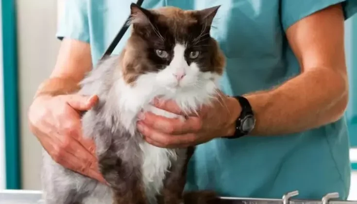 Dikkat çeken araştırma! Kediler, insanlarda kanser tedavisi için yeni ipuçları sunabilir